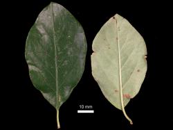 Cotoneaster bacillaris: Leaves, upper and lower surfaces.
 Image: D. Glenny © Landcare Research 2017 CC BY 3.0 NZ
